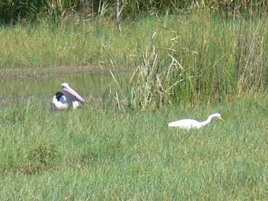 Pelican and Egret